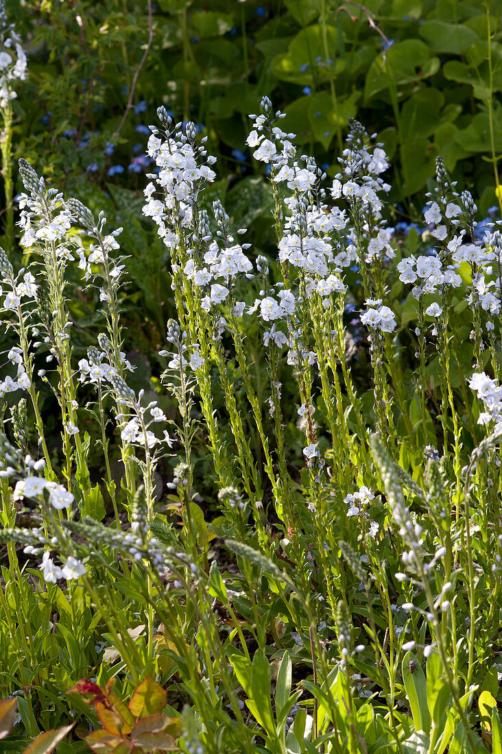 Veronica gentianoides 'May Heaven' (Gentian, Honorary Award)