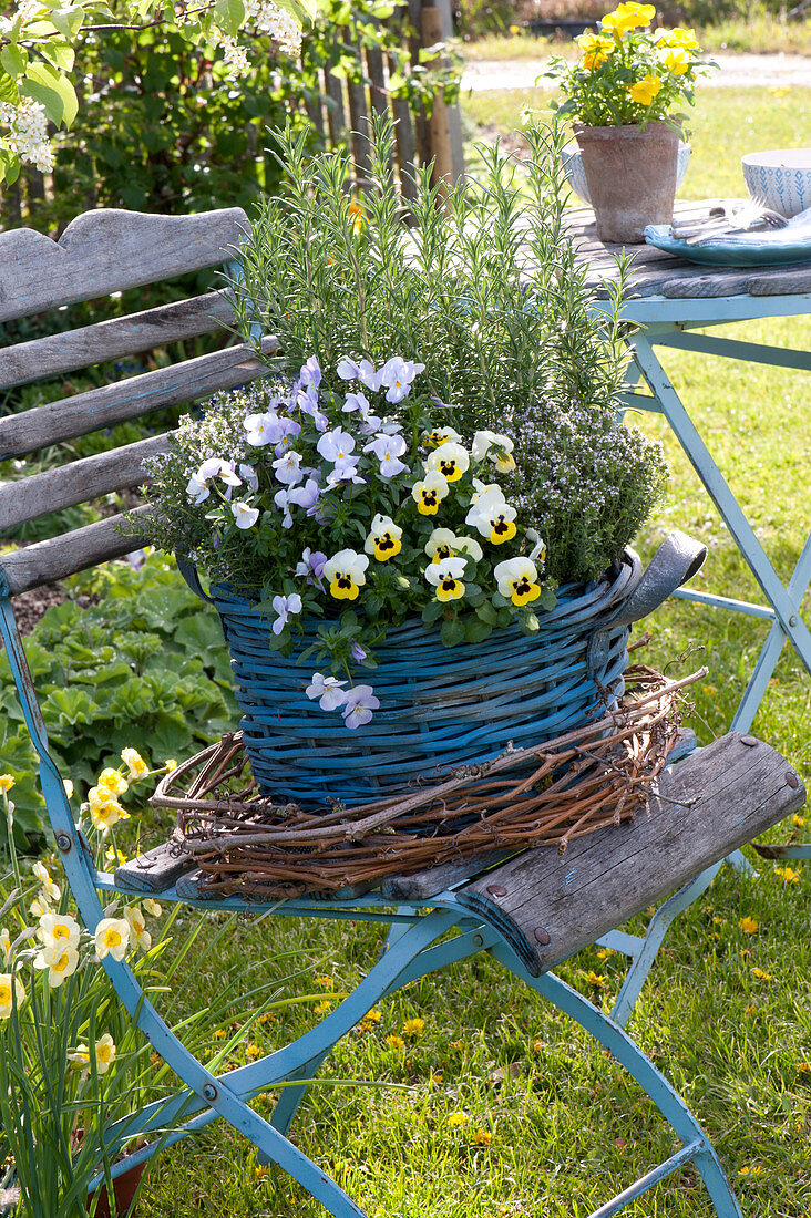 Blue basket with viola cornuta, rosmarinus