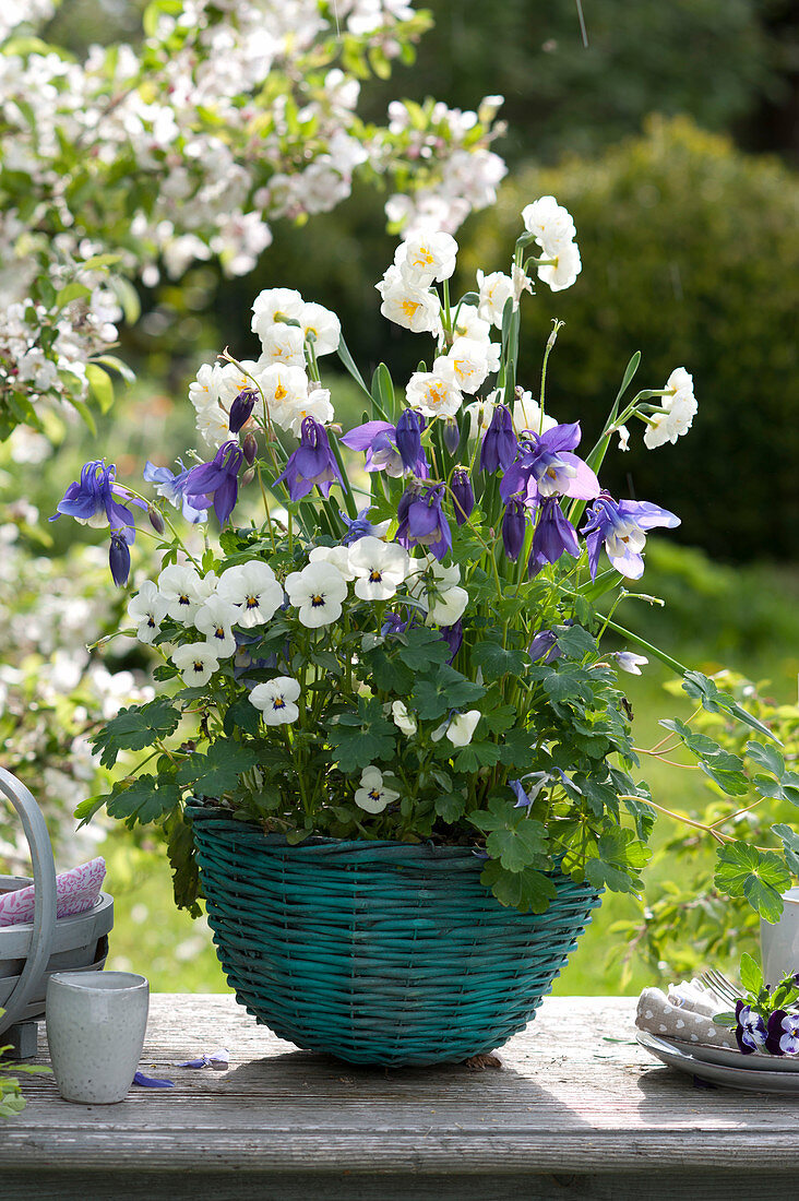 Spring basket with Viola cornuta, Aquilegia