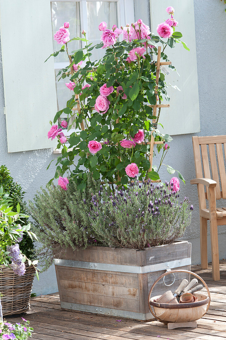 Rose 'Gertrude Jekyll' (English fragrance rose) on the trellis