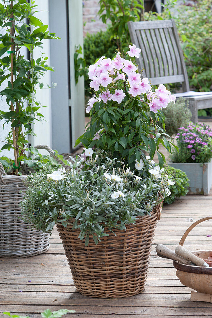 Pandorea jasminoides, Convolvulus cneorum