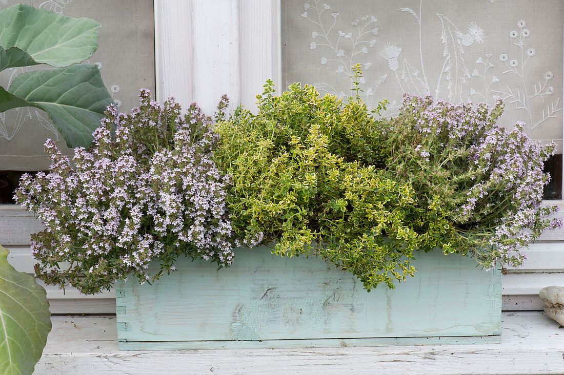 Thymus citriodorus 'Golden King' and Thymus vulgaris