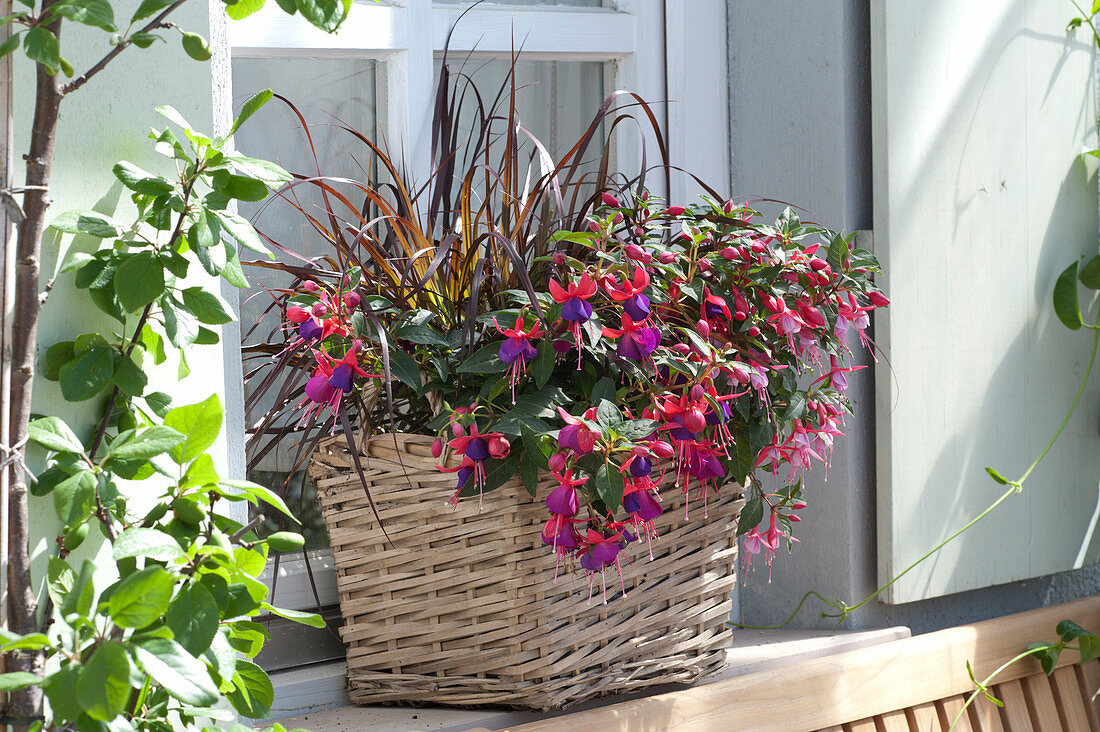 Fuchsia Bella Fuchsia 'Vera' 'Soila' 'Nikita' (Fuchsia) and Pennisetum