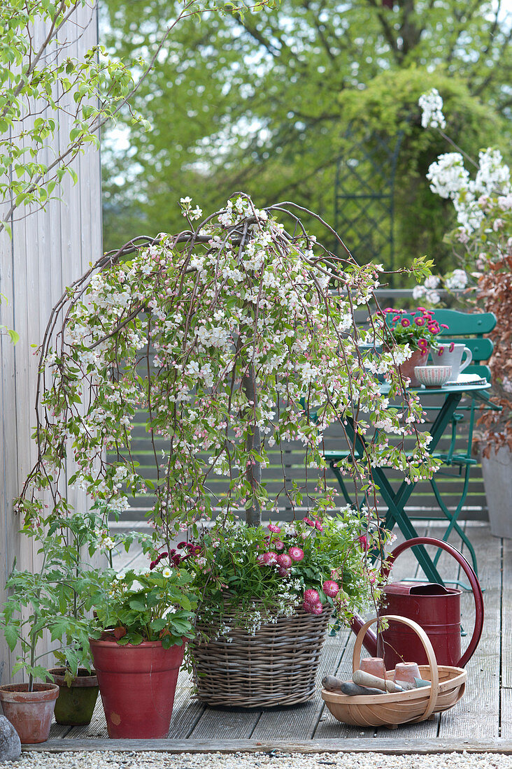 Malus x cult. 'Fontana' (Hanging Ornamental Apple)