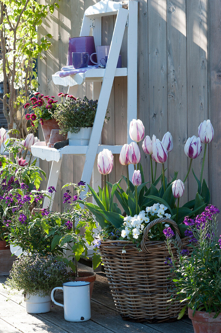 Tulipa 'Flaming Flag' ( Tulpen ) und Viola cornuta ( Hornveilchen )