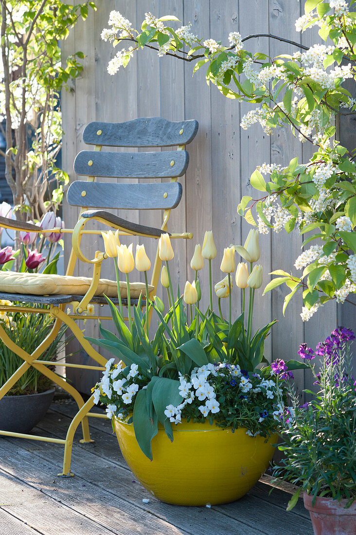 Tulipa 'Budlight' (tulips) and Viola cornuta (horned violet)