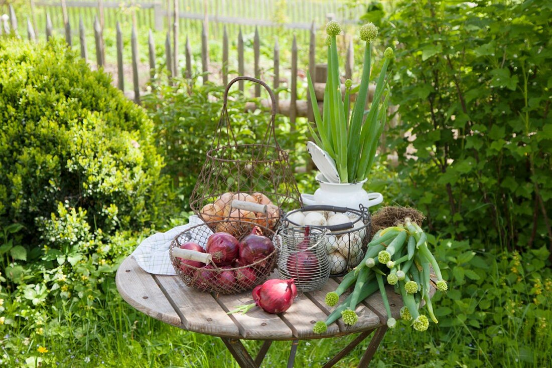 Verschiedene Zwiebelsorten auf Tisch im Garten