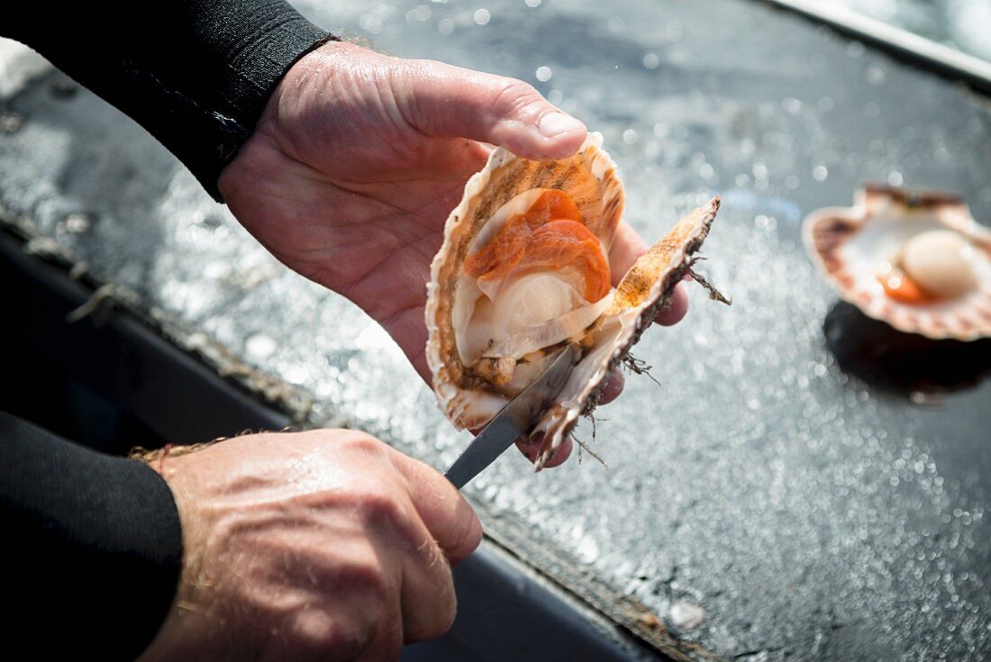 A Man Opening Fresh Scallops