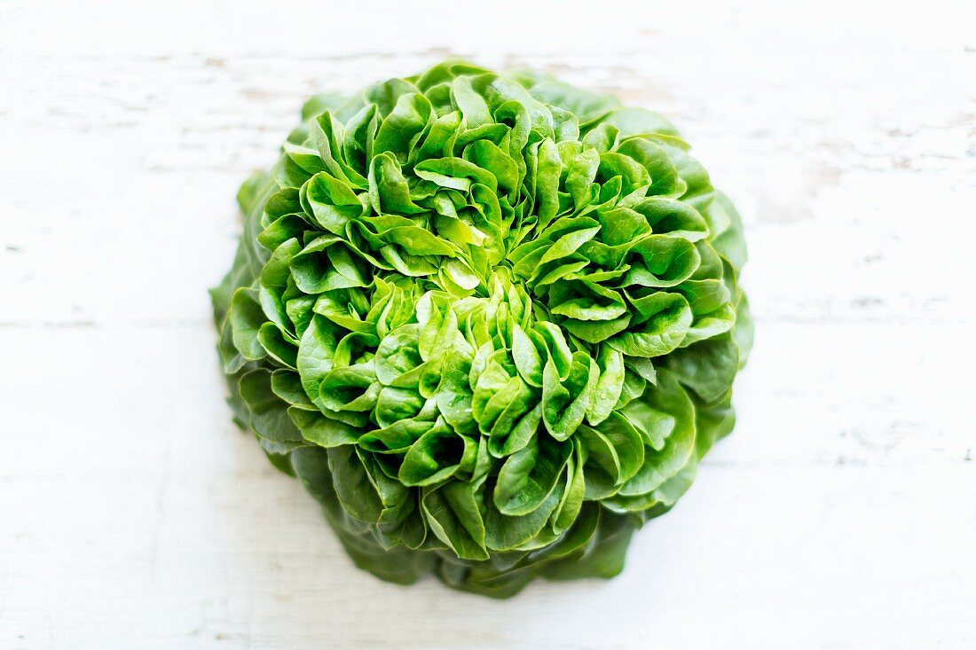 A head of Salanova lettuce