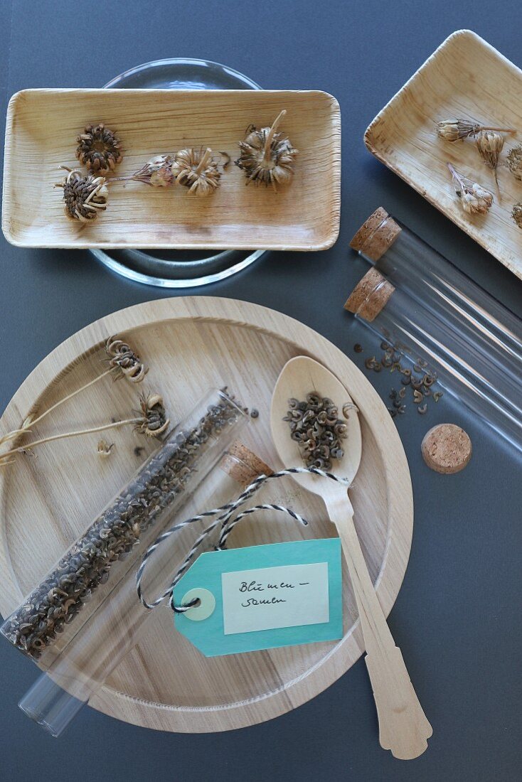 Dried marigold seeds in test tubes and in wooden dishes