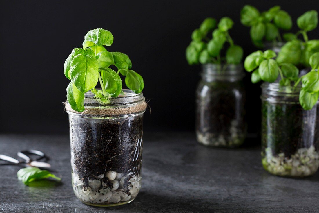 Basil plants growing in jars