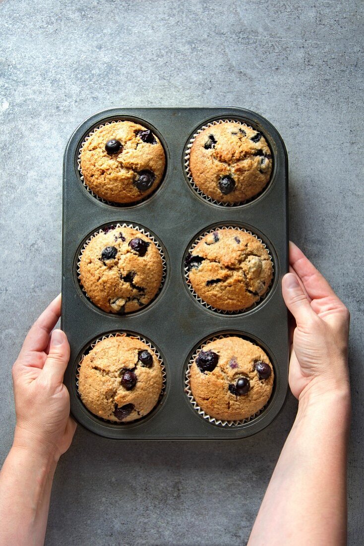 Hände halten Muffinblech mit frisch gebackenen Heidelbeermuffins