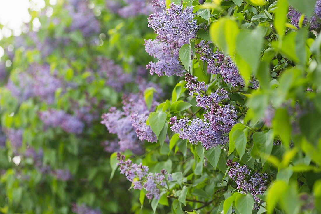 Flowering lilac in garden