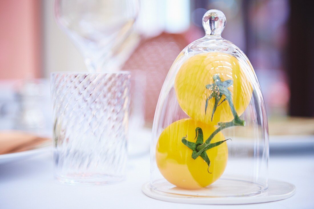 Two yellow tomatoes under glass cover