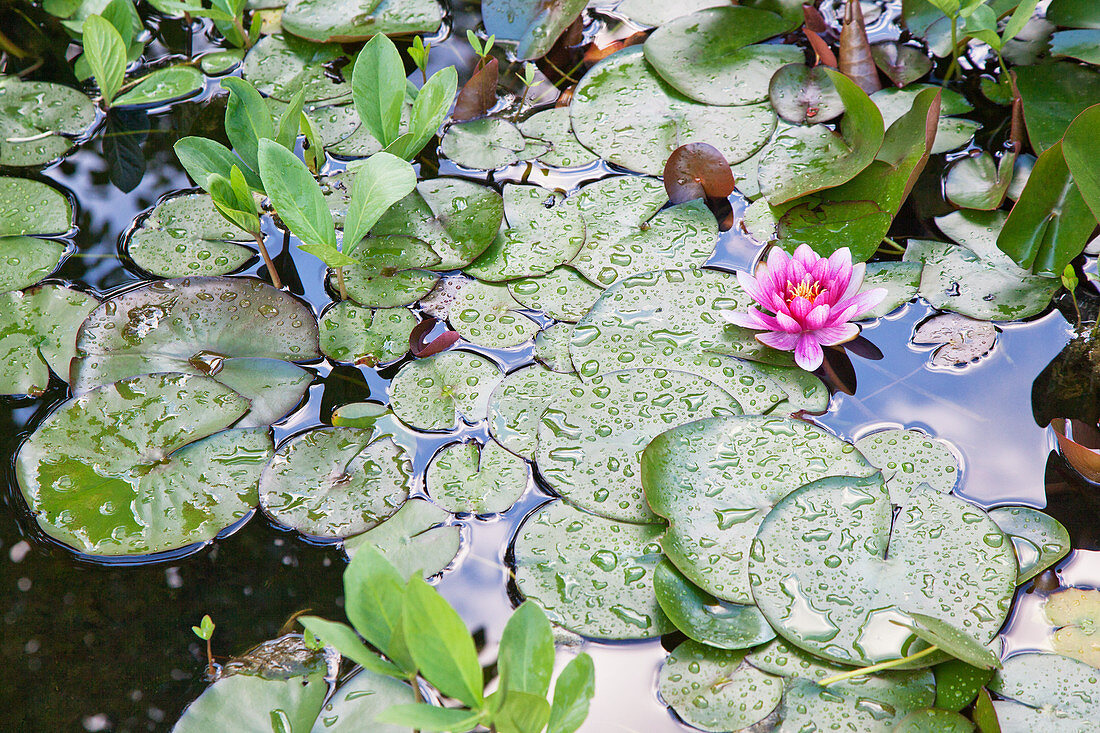 Lily pads and water lily flower in pond