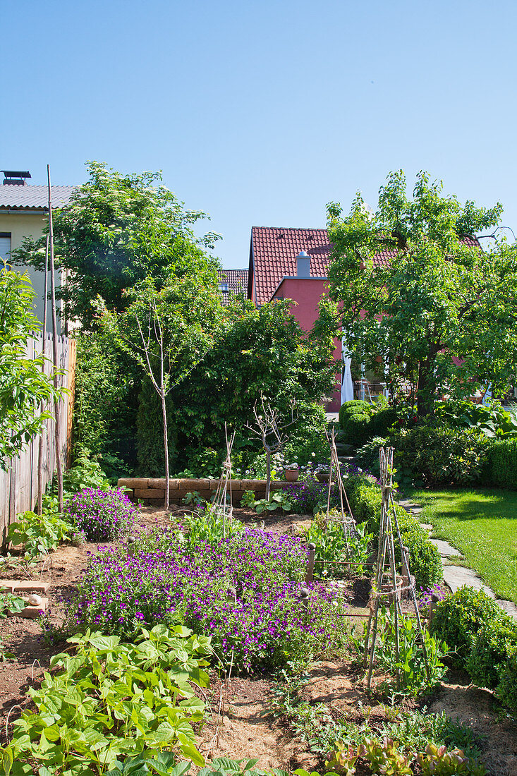 Vegetable patch in sunny cottage garden under a blue sky