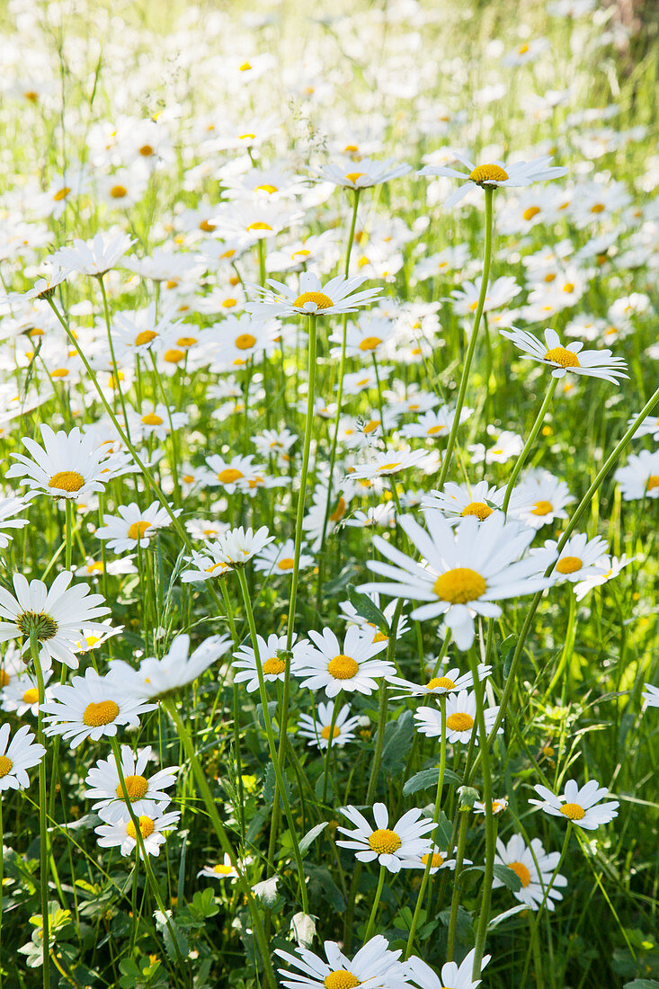 Margeriten in einer Blumenwiese