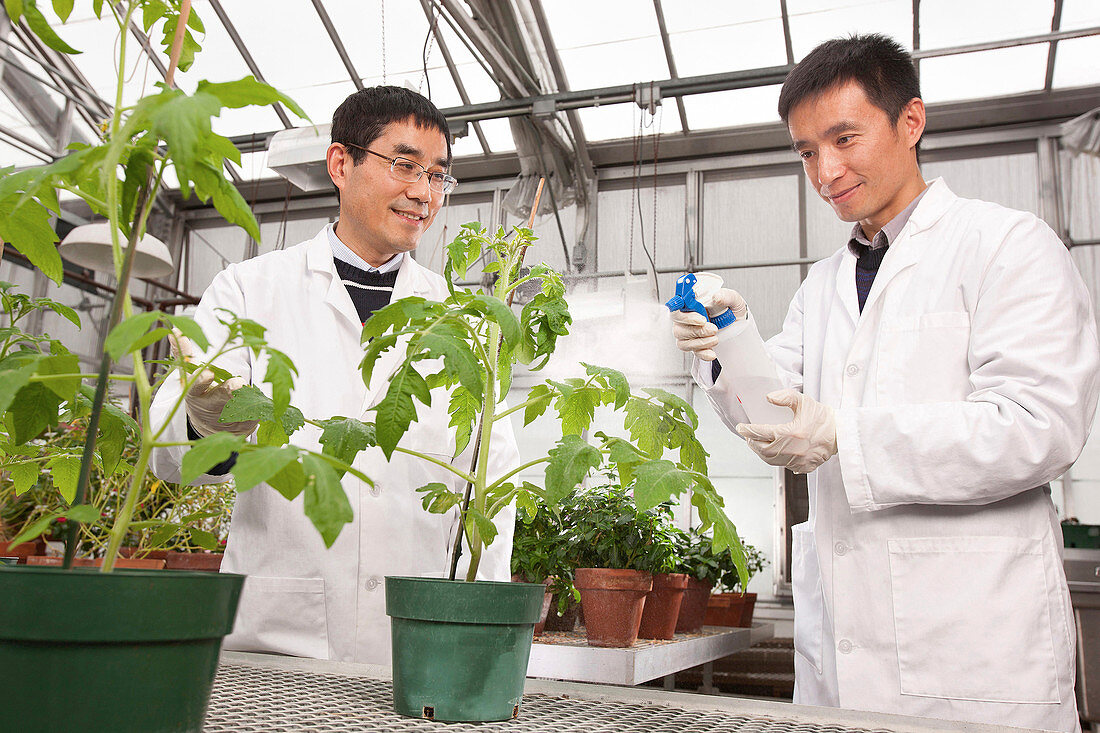 Tomato plant pest control research