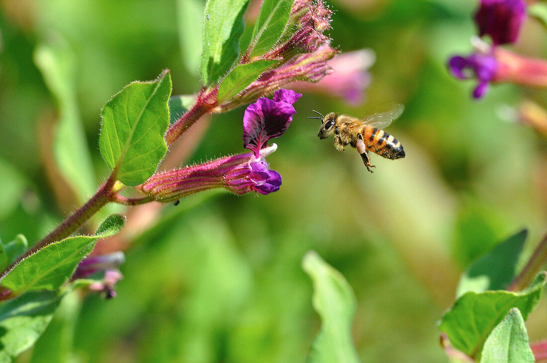 Honey bee landing on Cuphea sp. flower