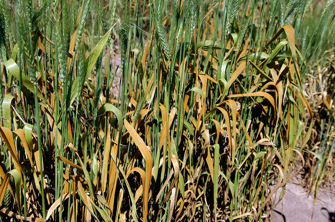 Wheat affected by wheat leaf rust
