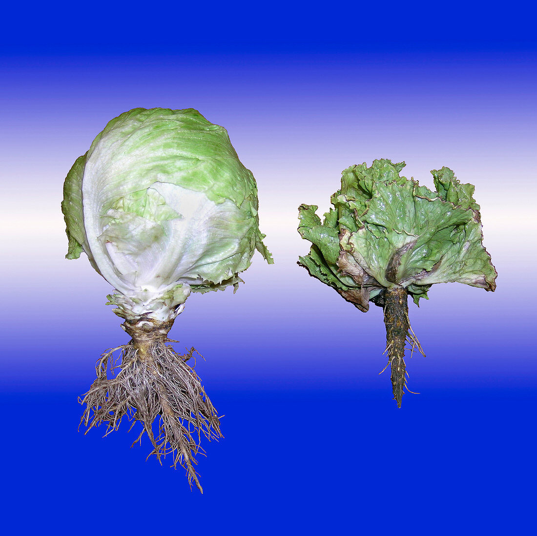 Healthy and diseased lettuce plants