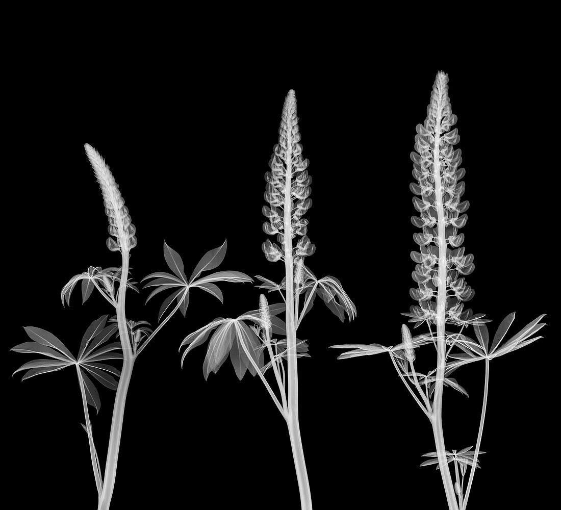 Lupins (Lupinus sp.) in flower, X-ray