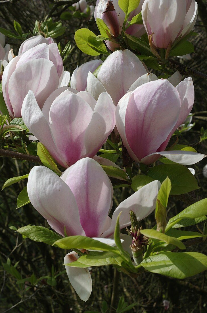 Magnolia x soulangeana 'Sundew'