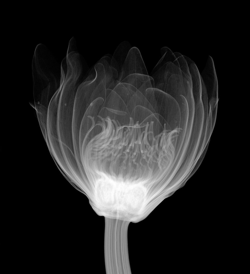 Water lily flower, X-ray