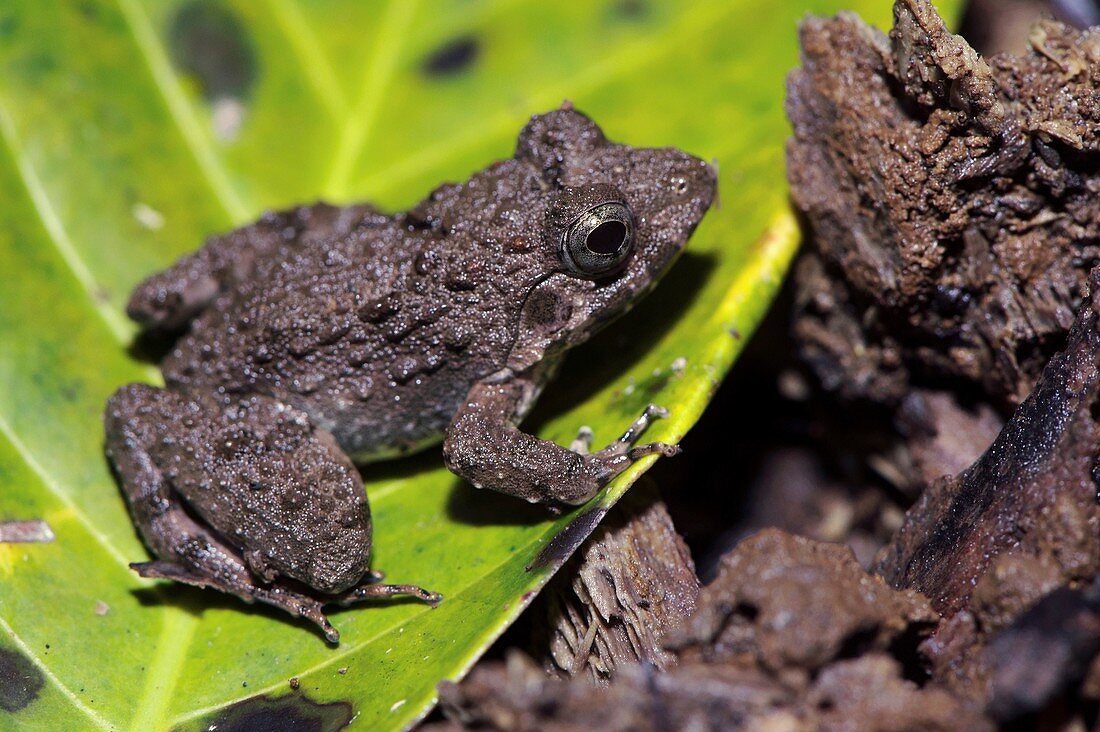 Celebes toad