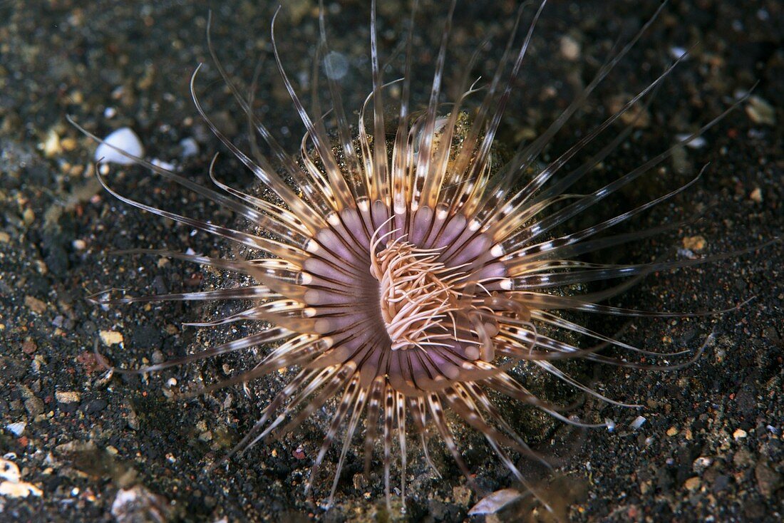 Cerianthus tube anemone