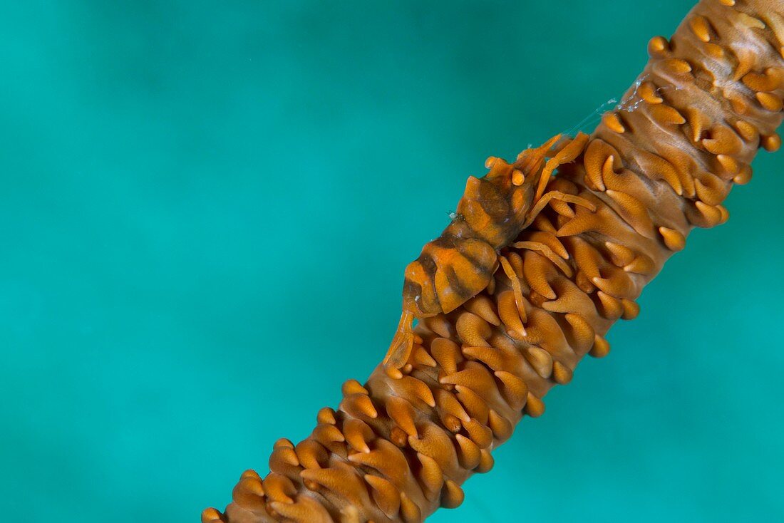Zanzibar whip coral shrimp