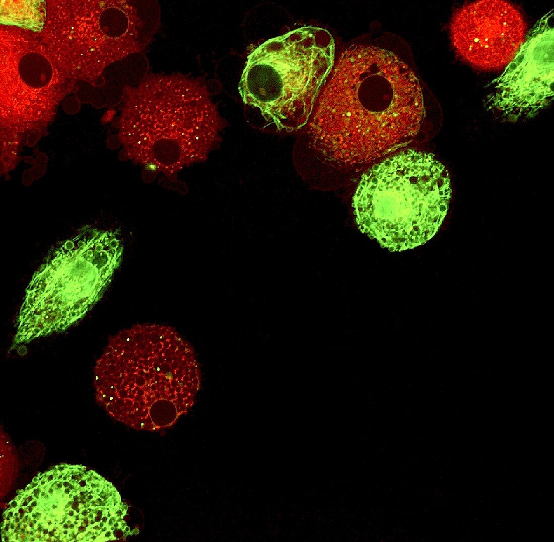 Dendritic cells, fluorescence light micrograph