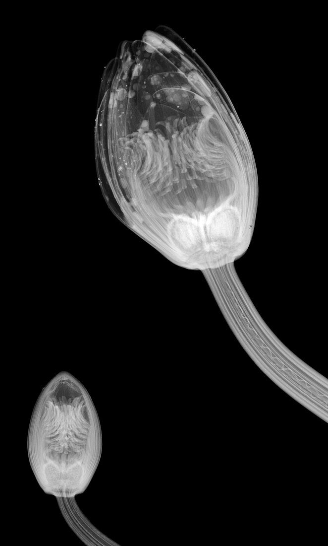 Water lily flower buds, X-ray