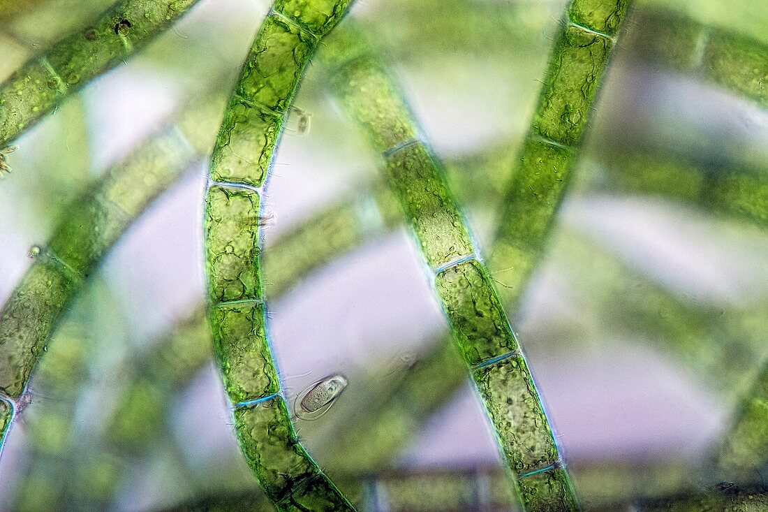 Spirogyra conjugating, polarised light micrograph