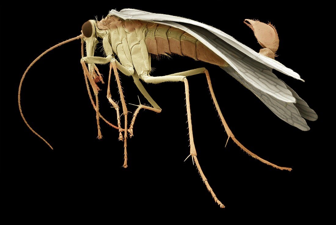 Male scorpion fly, SEM
