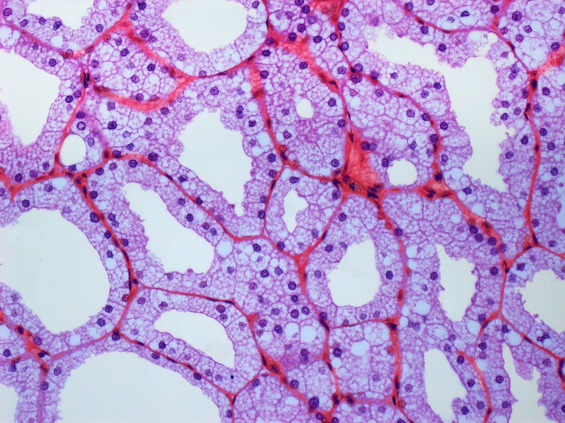 Lachrymal gland, light micrograph