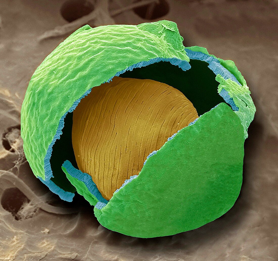 Euglena spore, SEM