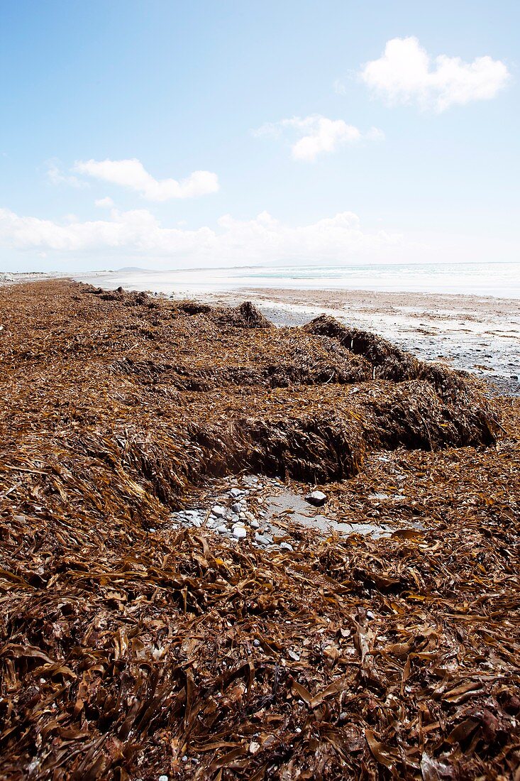 Seaweed washed onto beach