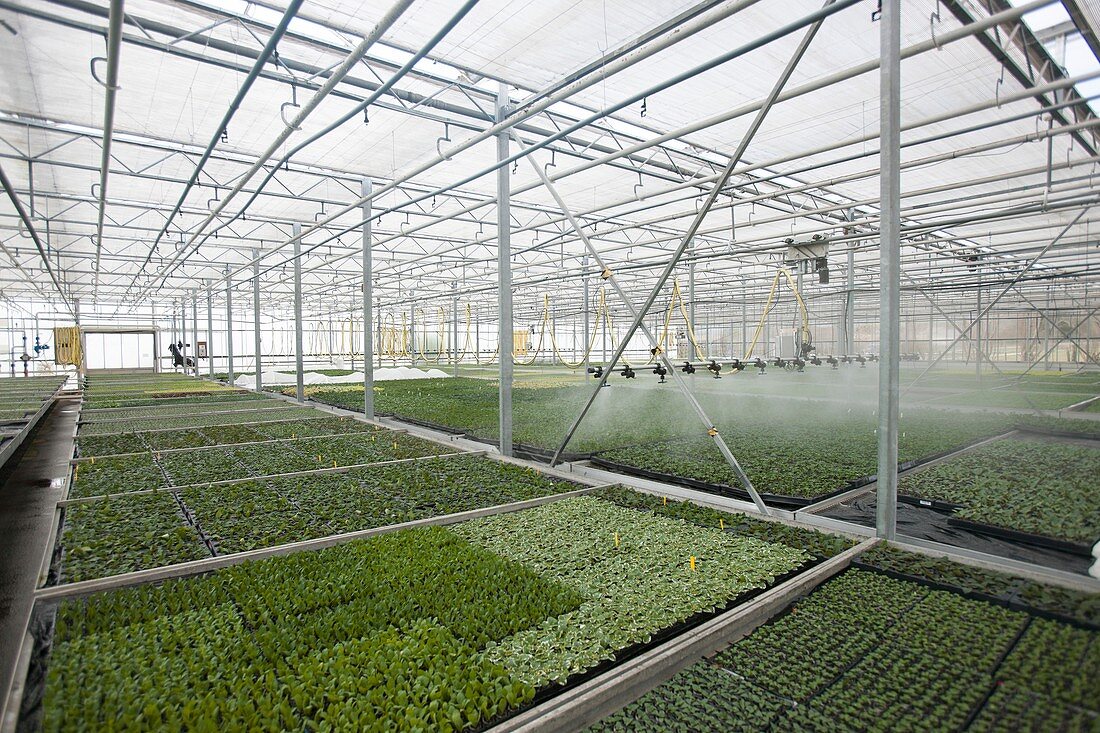Bedding plant production, Scotland, UK