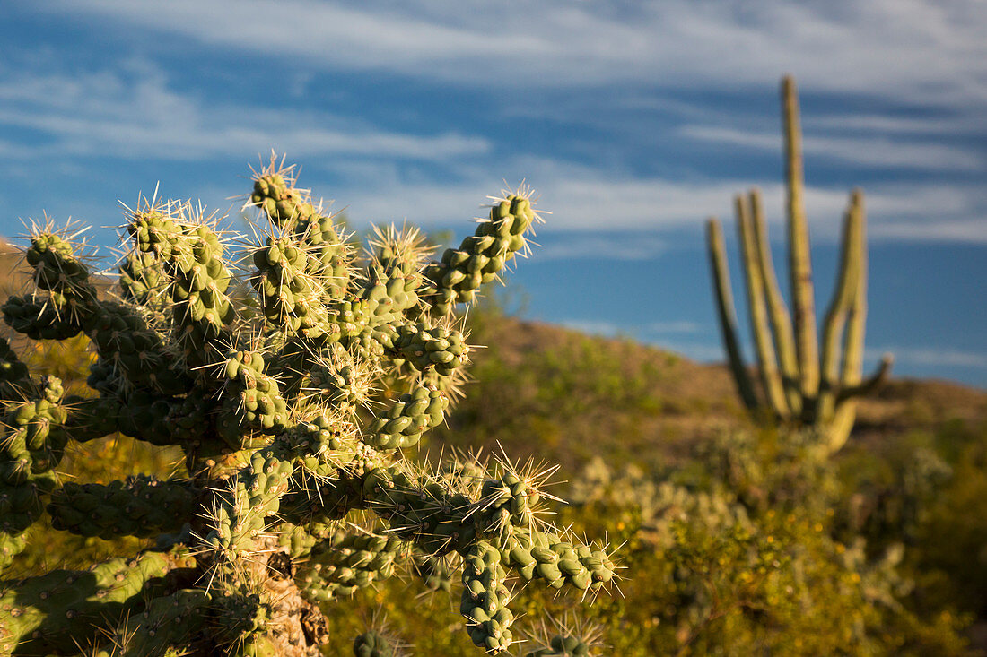 Saguaro National Park Cactus Forest, Arizona, USA