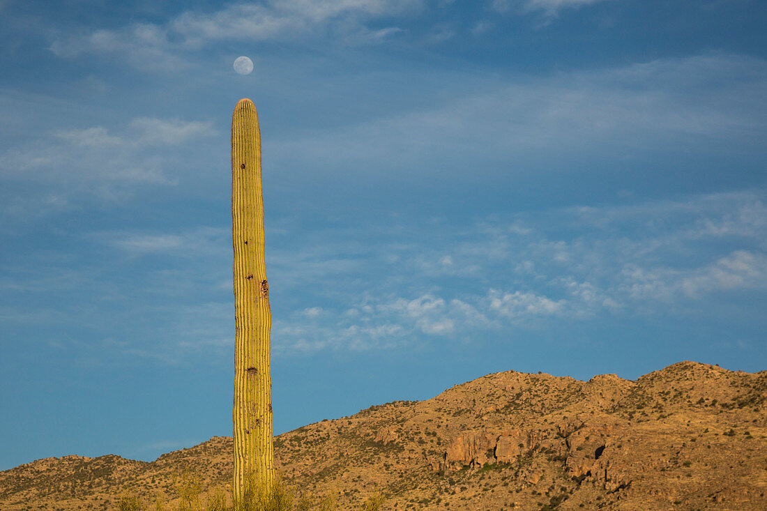 Moon over saguaro cactus (Carnegiea gigantea)