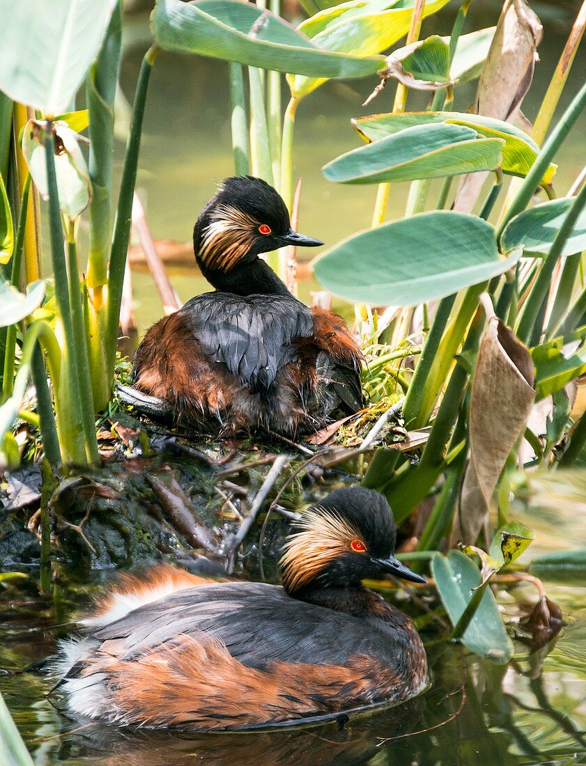 Pair of black-necked grebes