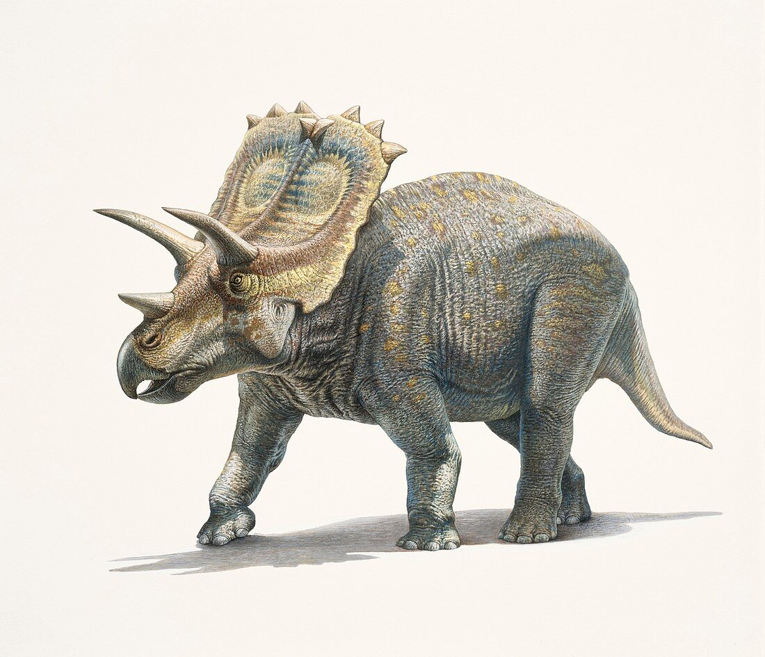 Anchiceratops dinosaur, illustration