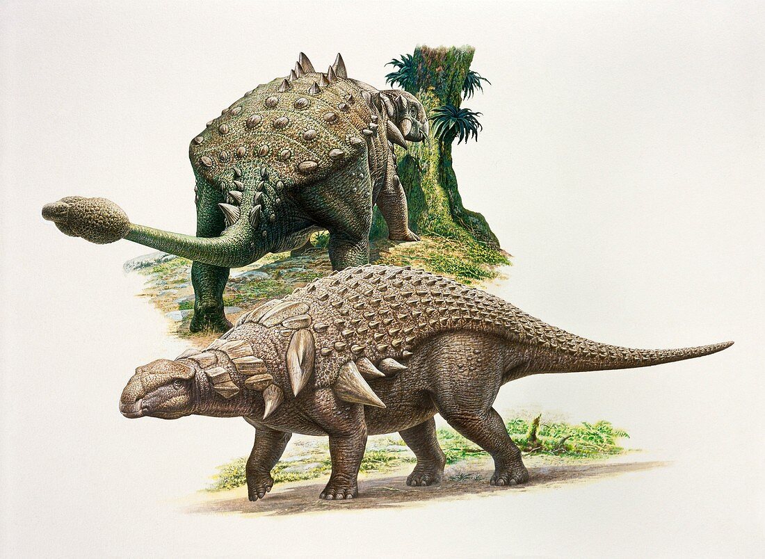 Edmontonia and Euoplocephalus dinosaurs, illustration