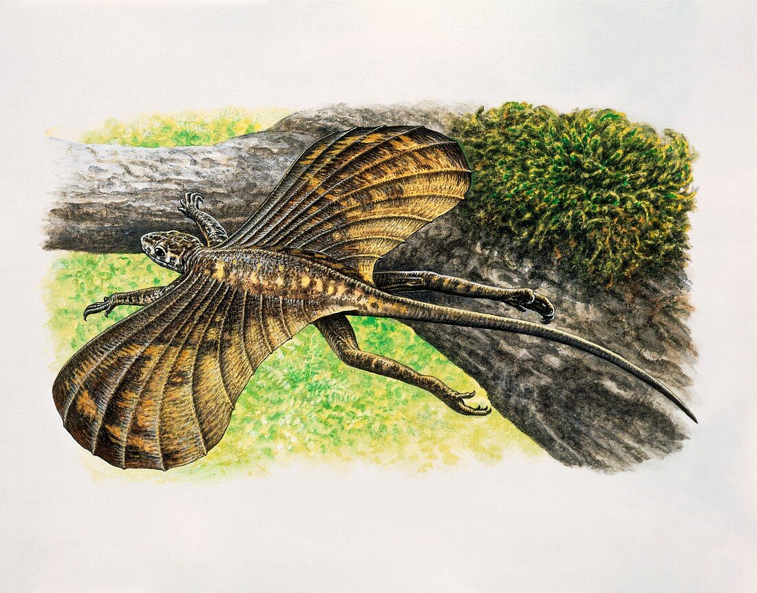 Icarosaurus prehistoric lizard, illustration