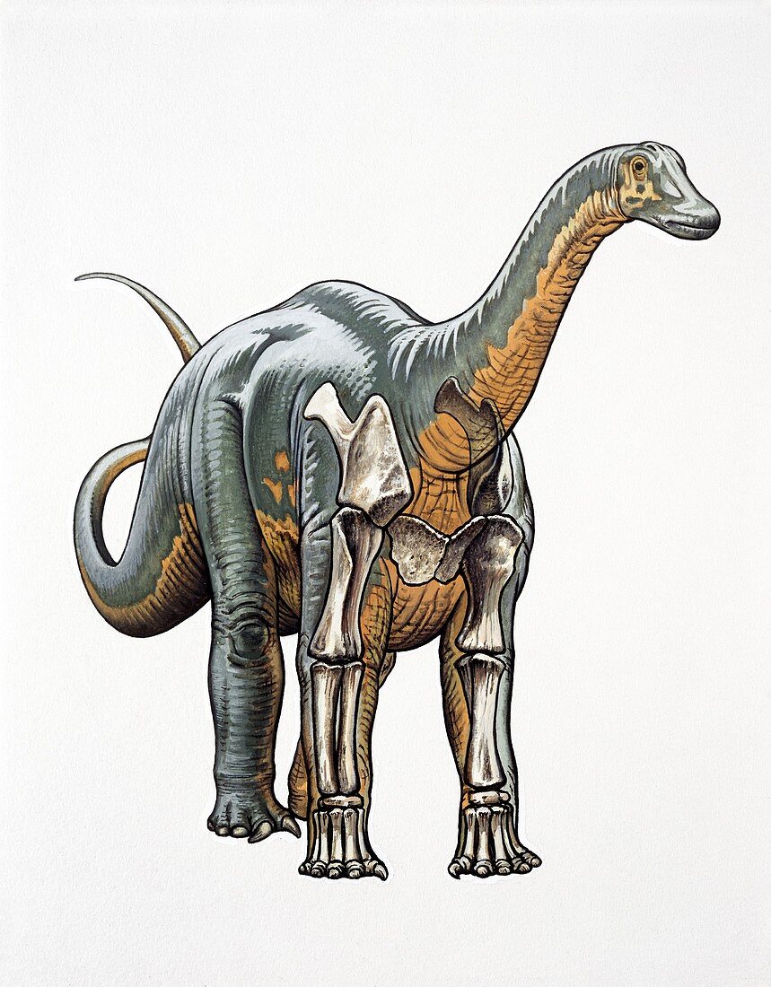 Sauropod bone structure, illustration