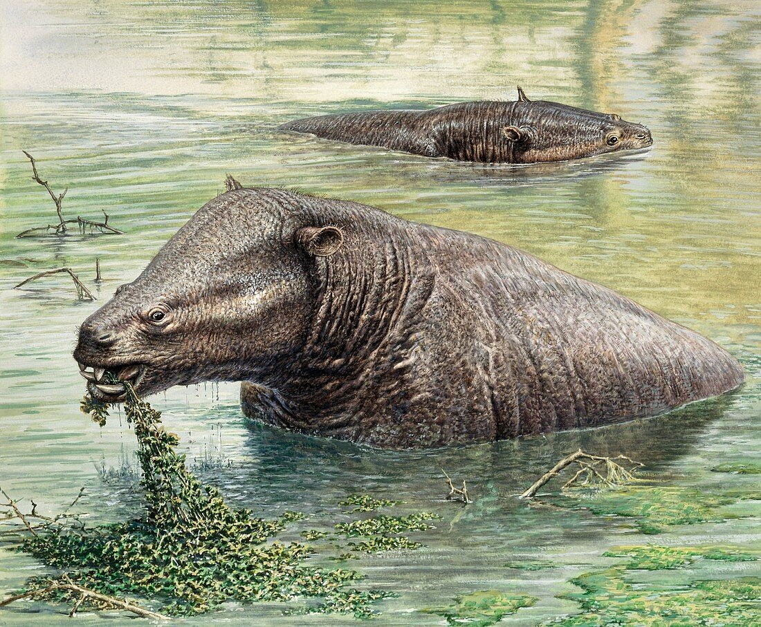 Moeritherium prehistoric mammals, illustration