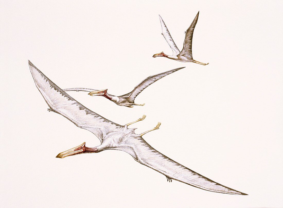 Quetzalcoatlus pterosaurs, illustration