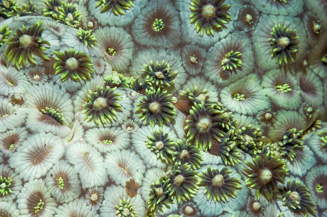 Flowerpot coral, Indonesia