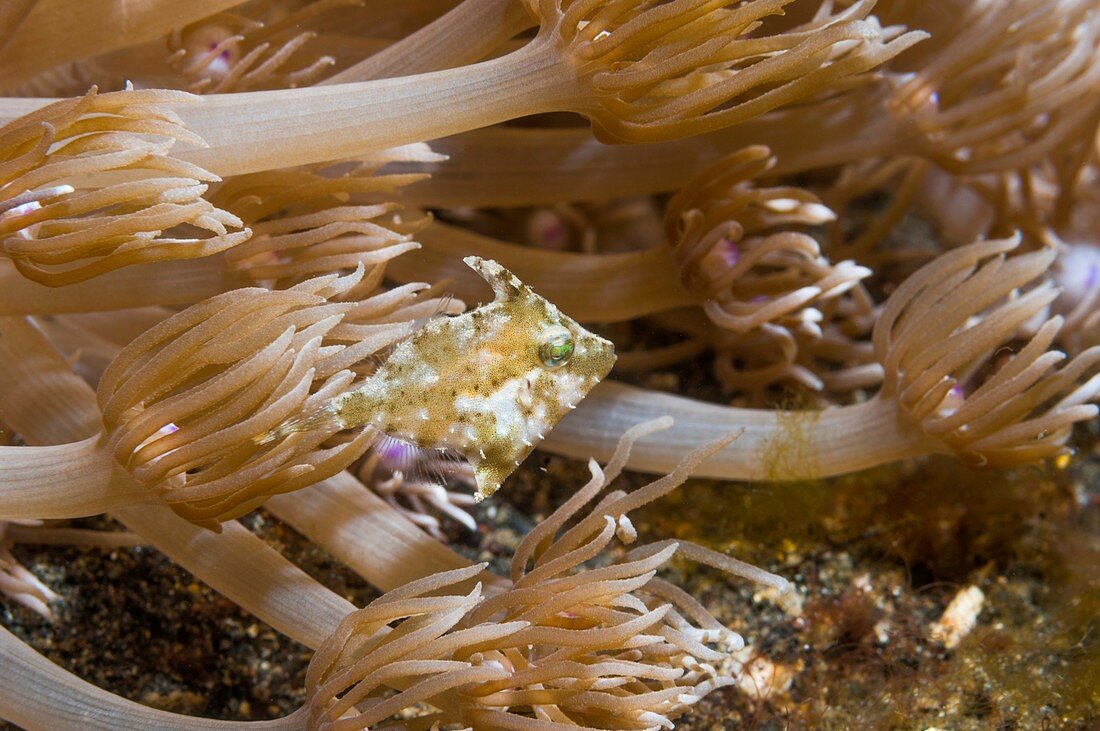 Filefish amongst coral, Indonesia